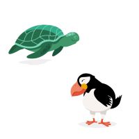 zeeschildpad papegaaiduiker Zstip4