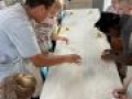IMG 3674